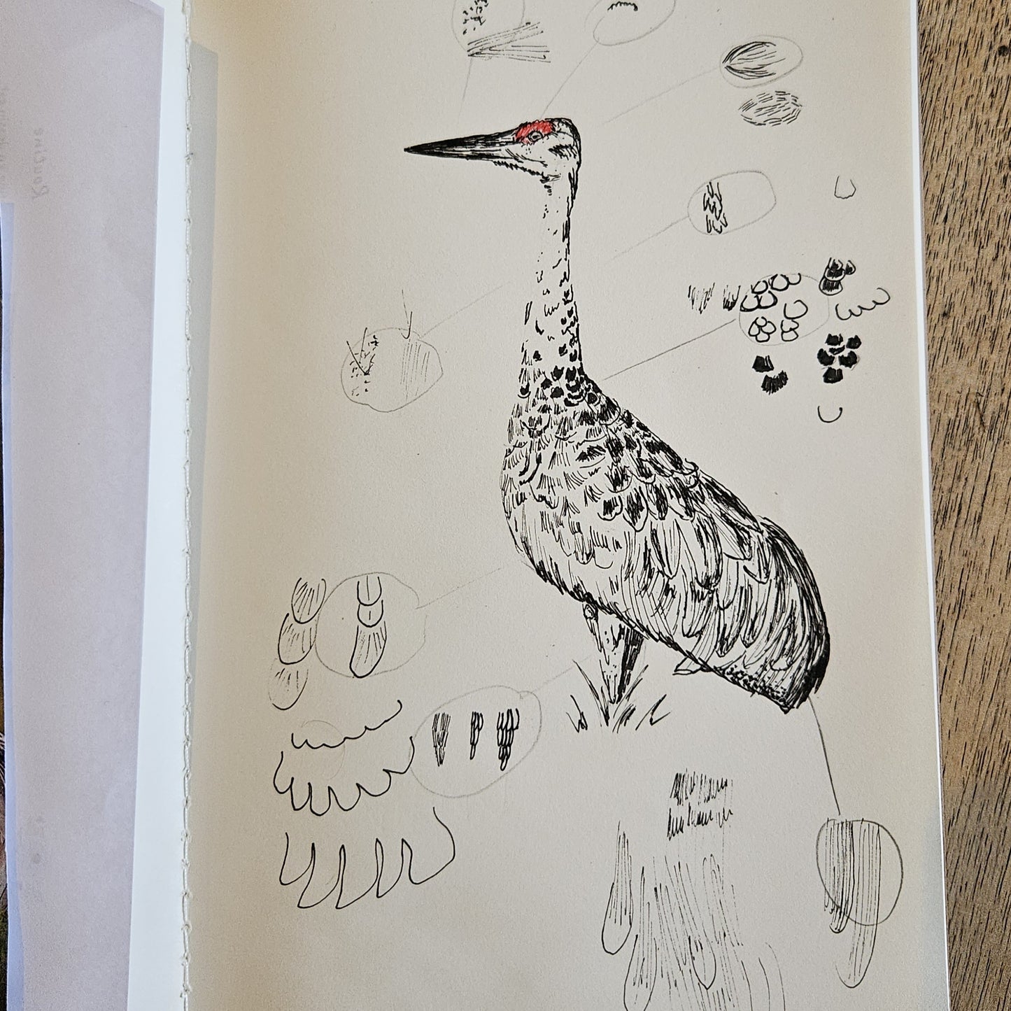 ATELIERS : Dessin au trait  | Les oiseaux